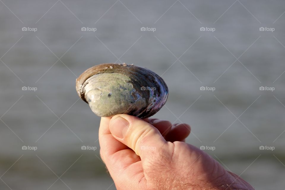 Lake Erie clam shell