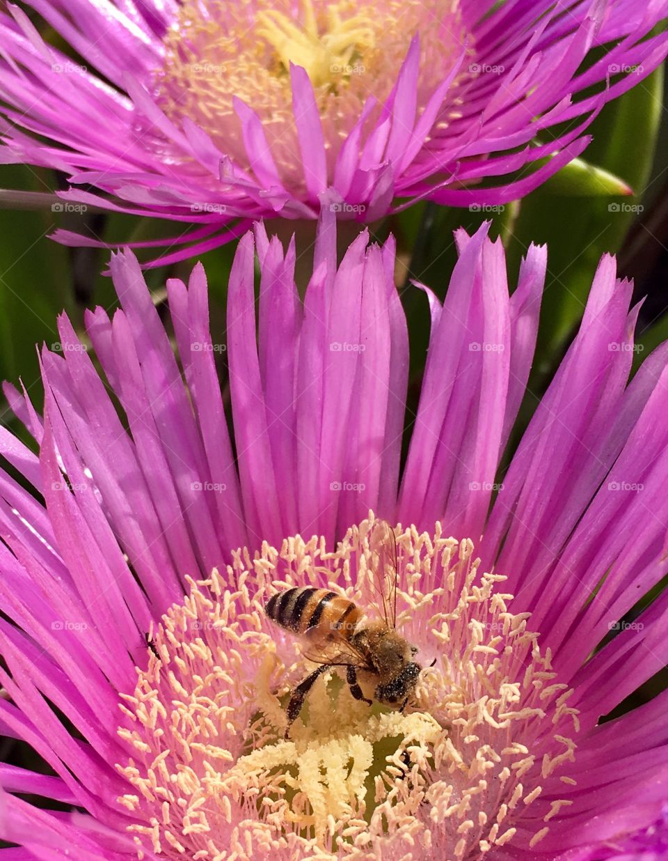 Bee working hard