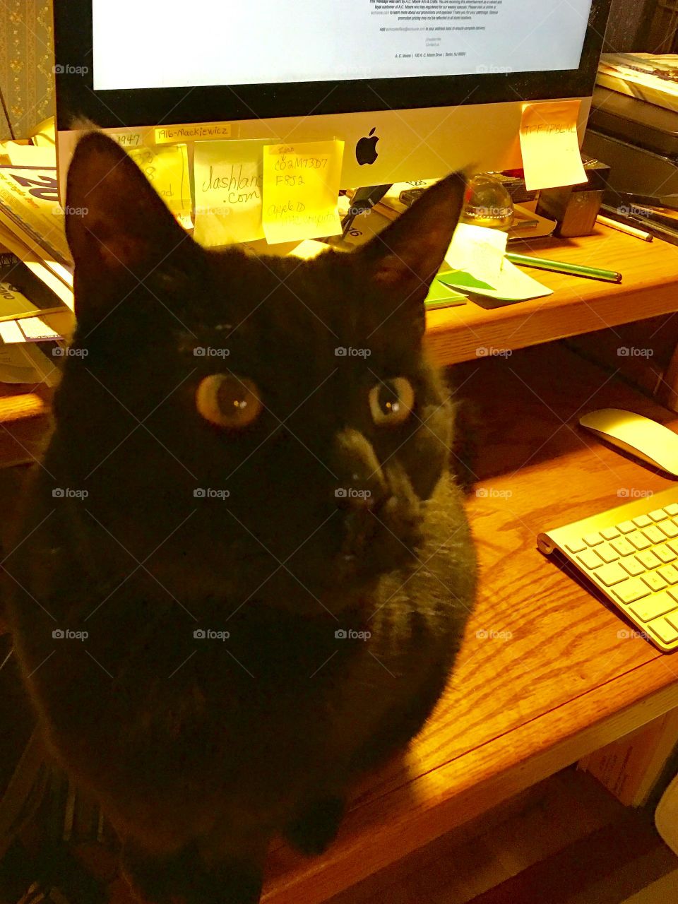 Cat at my desktop MAC computer