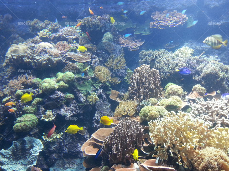 Underwater scene with corals and various fishes