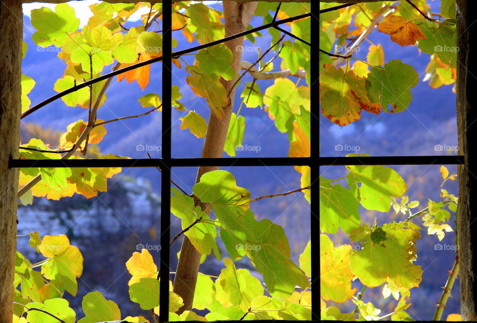 autumn leaves seen through a little window