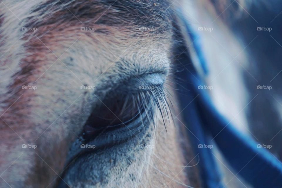 Donkey#eye#lashes