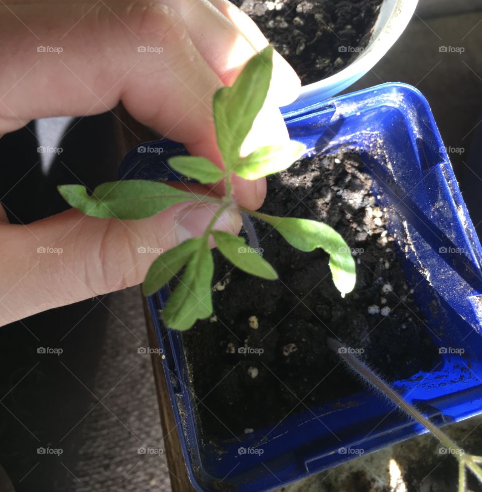A hand gently grasping a young tomato plant that is growing in a small plastic pot