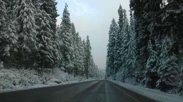 Snowy forest