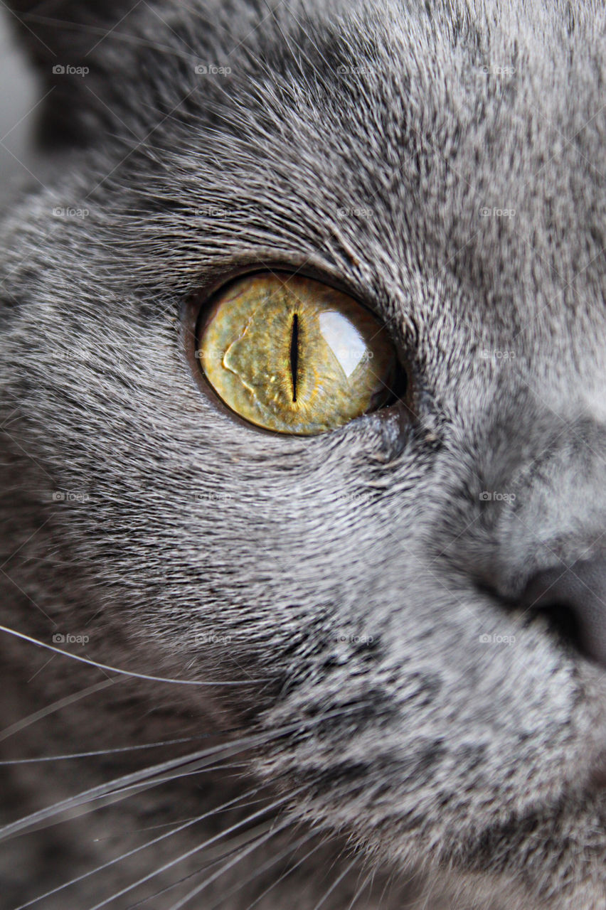 Misia, cat from Poland, the beautiful British shorthair blue cat has the most incredible eyes in the cats world from the bery kitten. Just look in this sincere kitty eye. Stunning macrophotography, love macro of my cat!