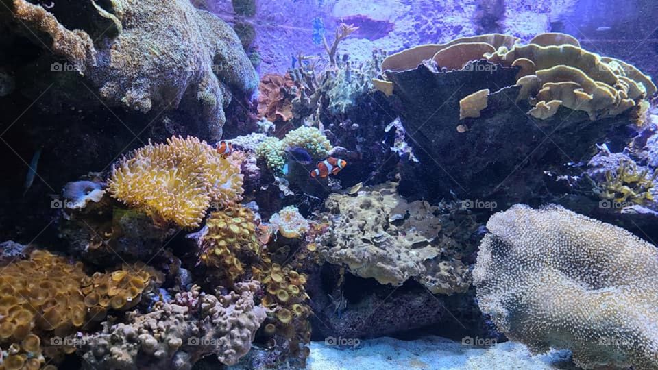 Tropical Fish Swimming in a Tank With Coral
