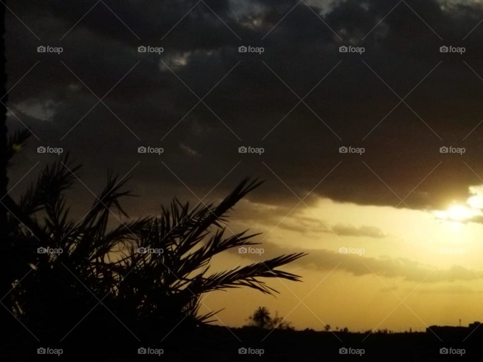 Palm trees and beautiful sunset.