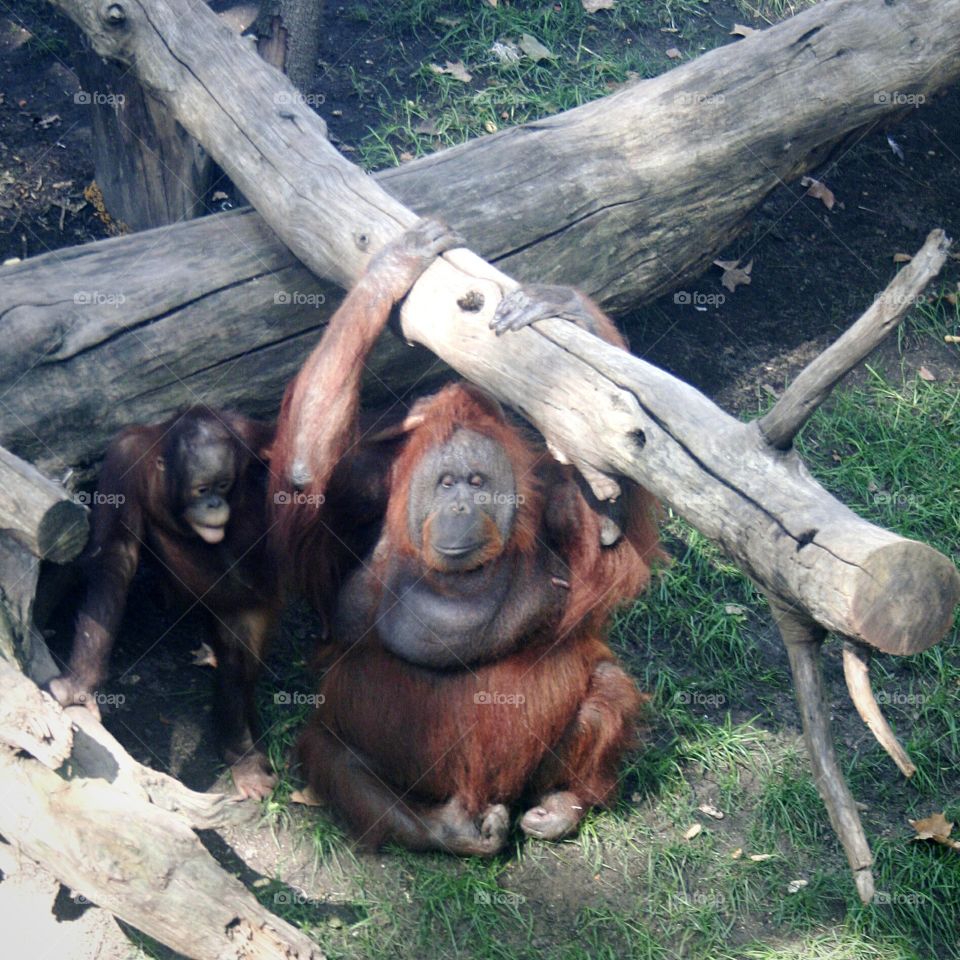 Orangutans at the zoo