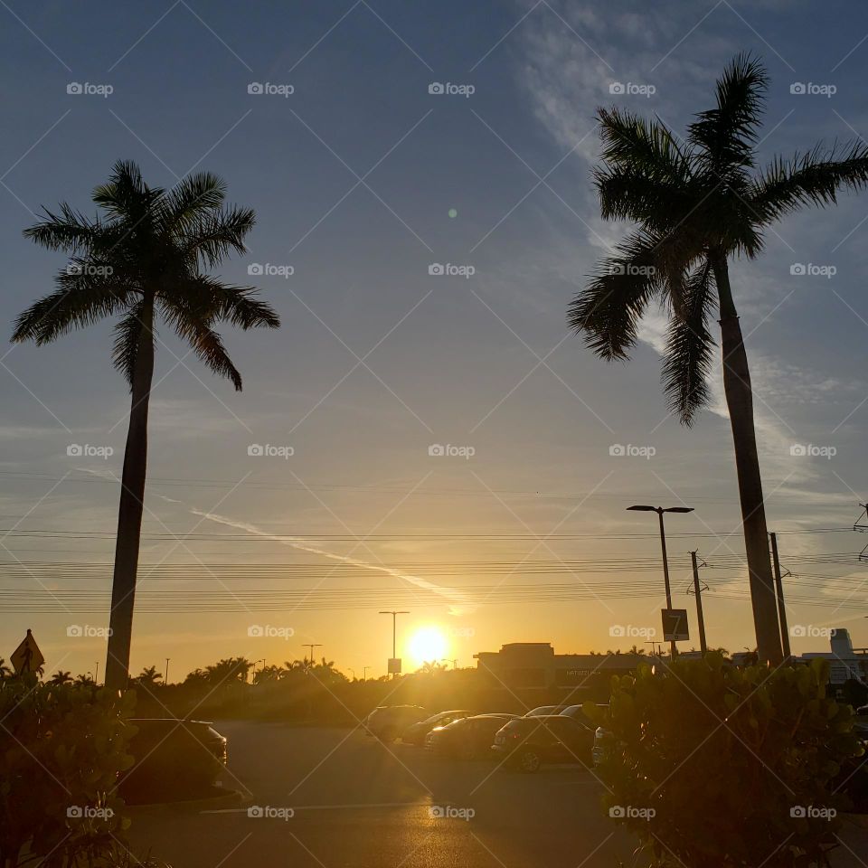 Sunset in Sarasota 🌴🌼🍃