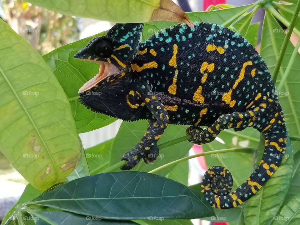 gravid veiled chameleon