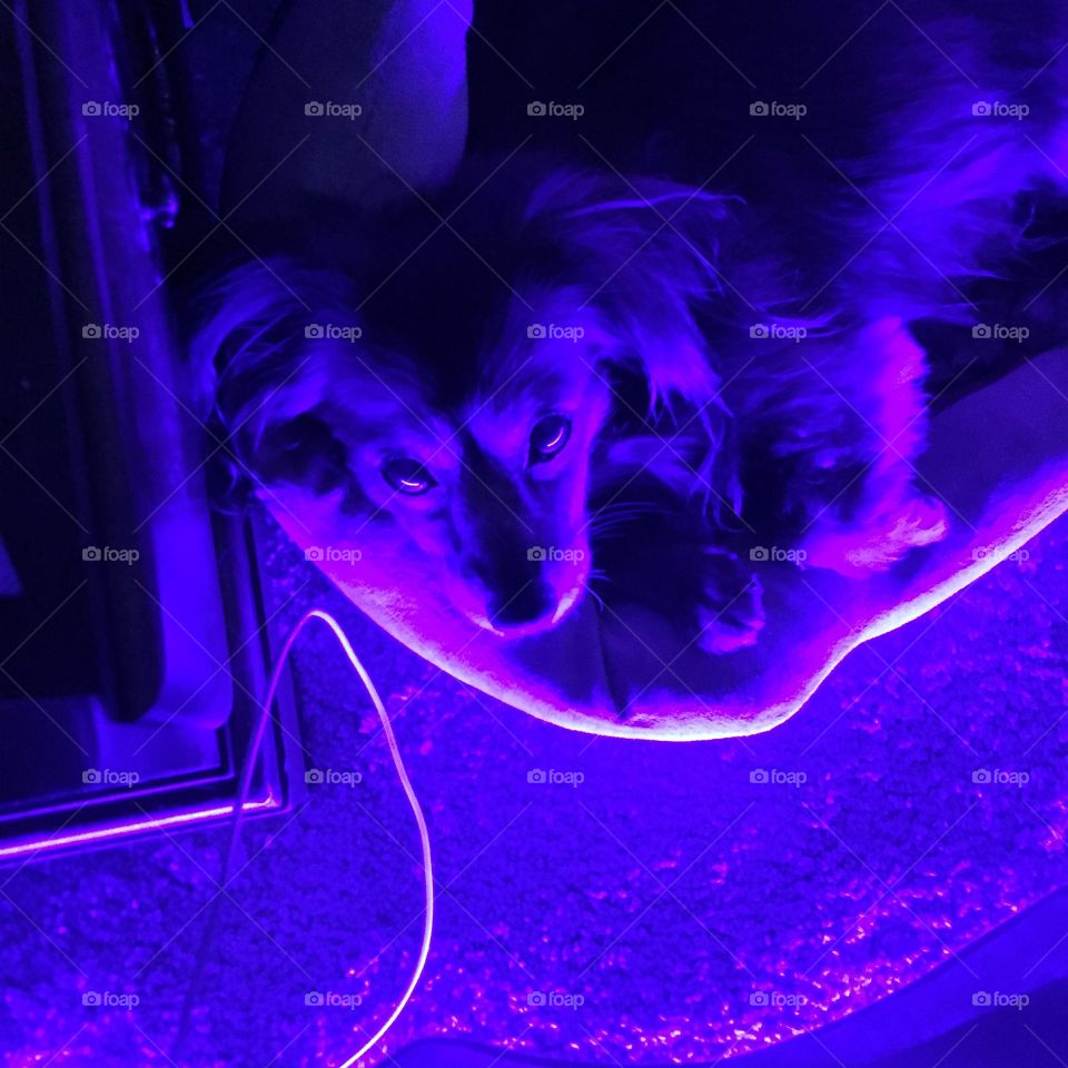 Black light dog. Lady being lit up by LED lights installed under the bed 
