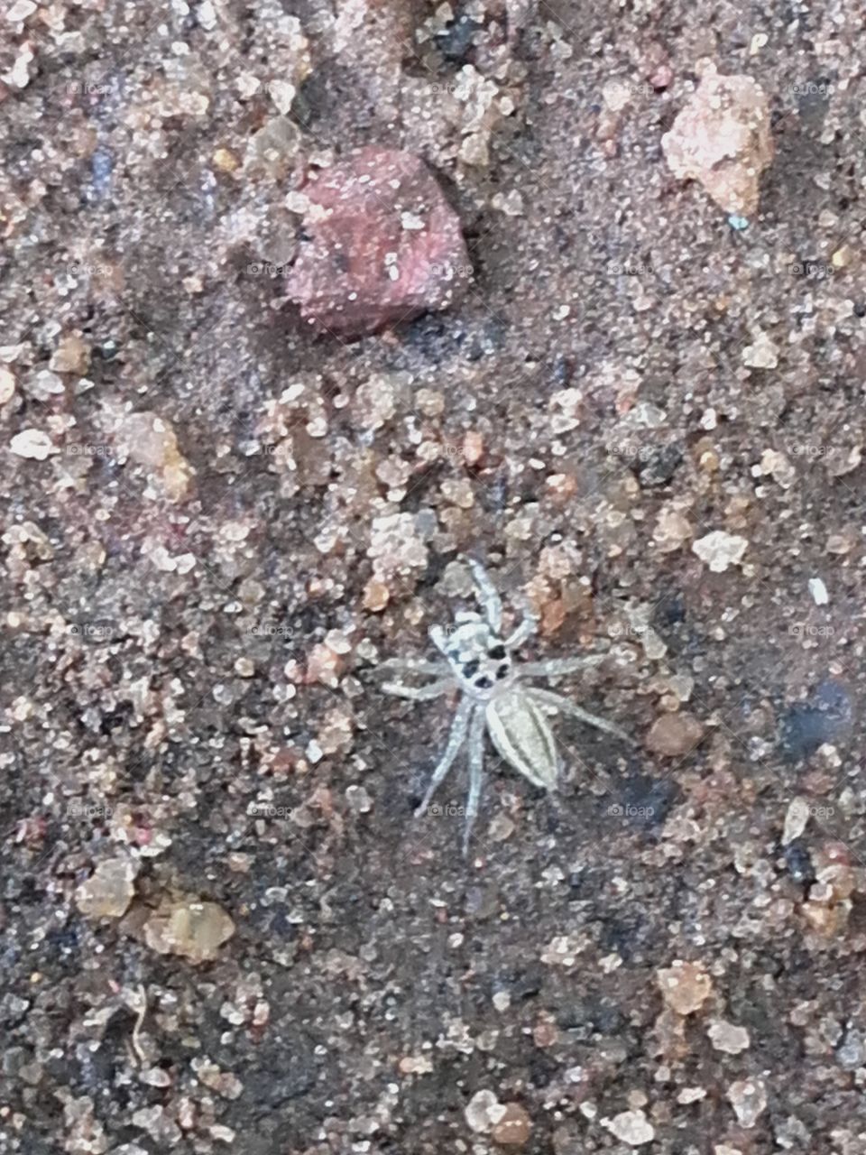 Little Spider