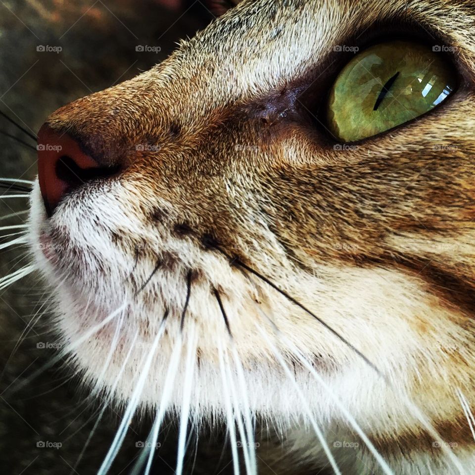 Cat Eyes, Furry Cat Face, Cat Whiskers, Closeup Cat Portrait, Stray Cat, Homeless Cat
