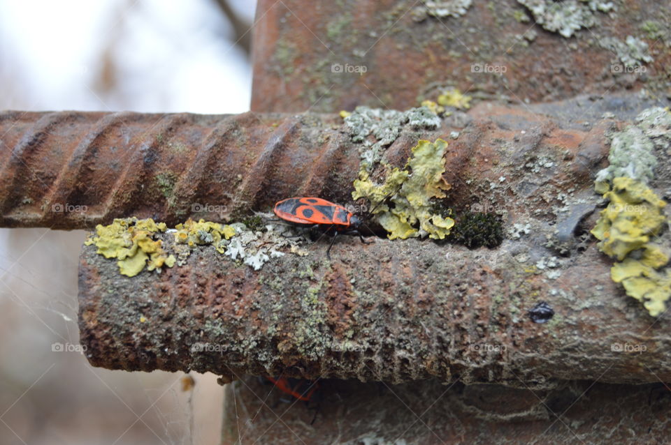 No Person, Outdoors, Nature, Wood, Invertebrate