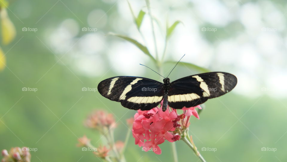 Butterfly with fully spread wings