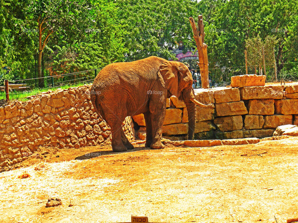 An elephant in a zoo