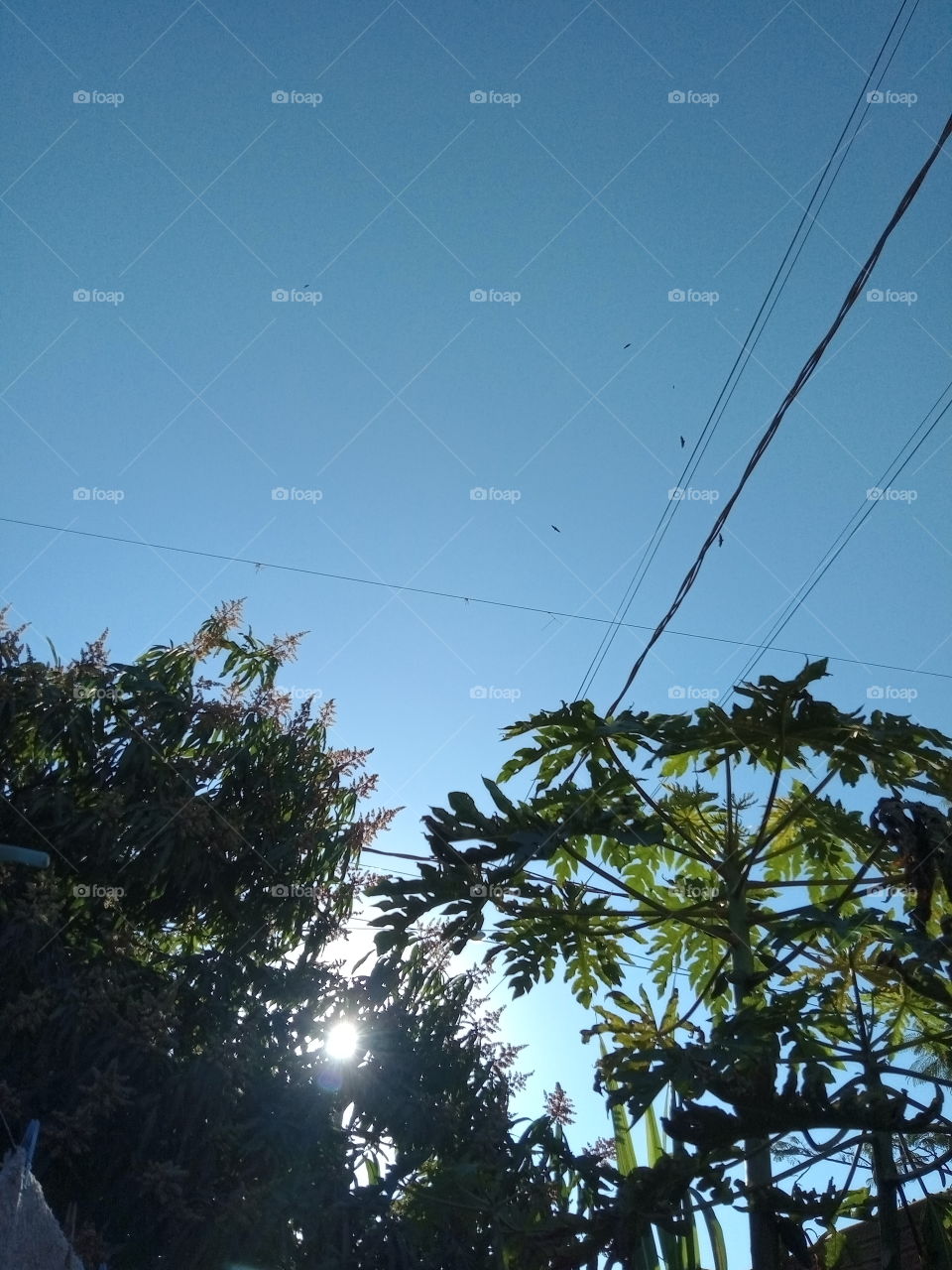 O Sol detrás das árvores!