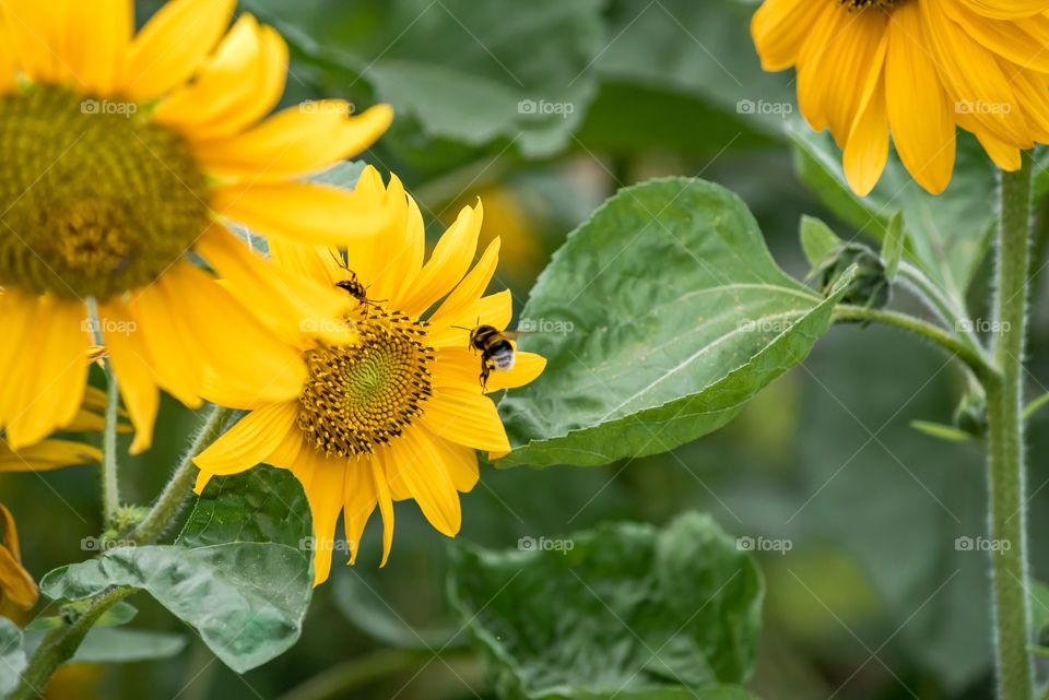 sunflowers bees and bumblebees