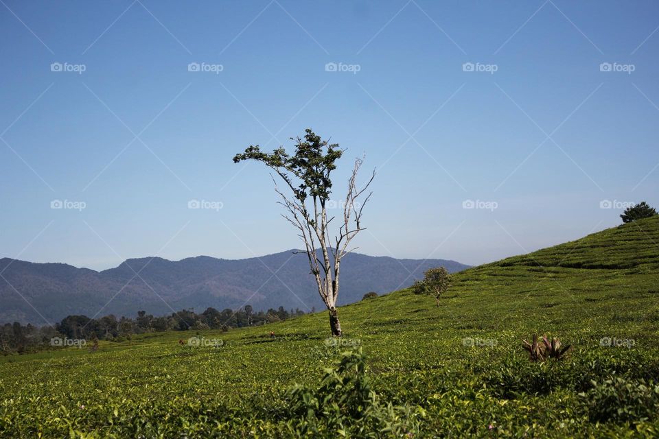 lonely tree