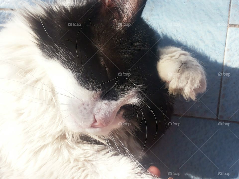 Lovely fluffy cat black and White