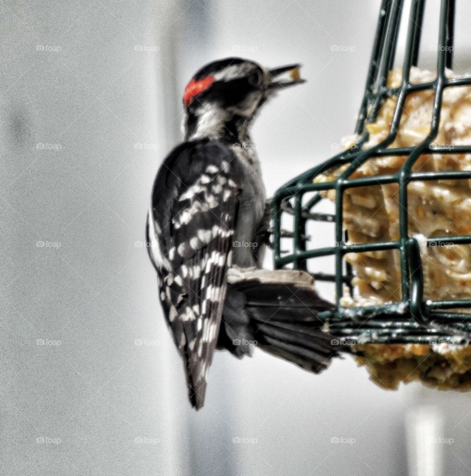 downy woodpecker