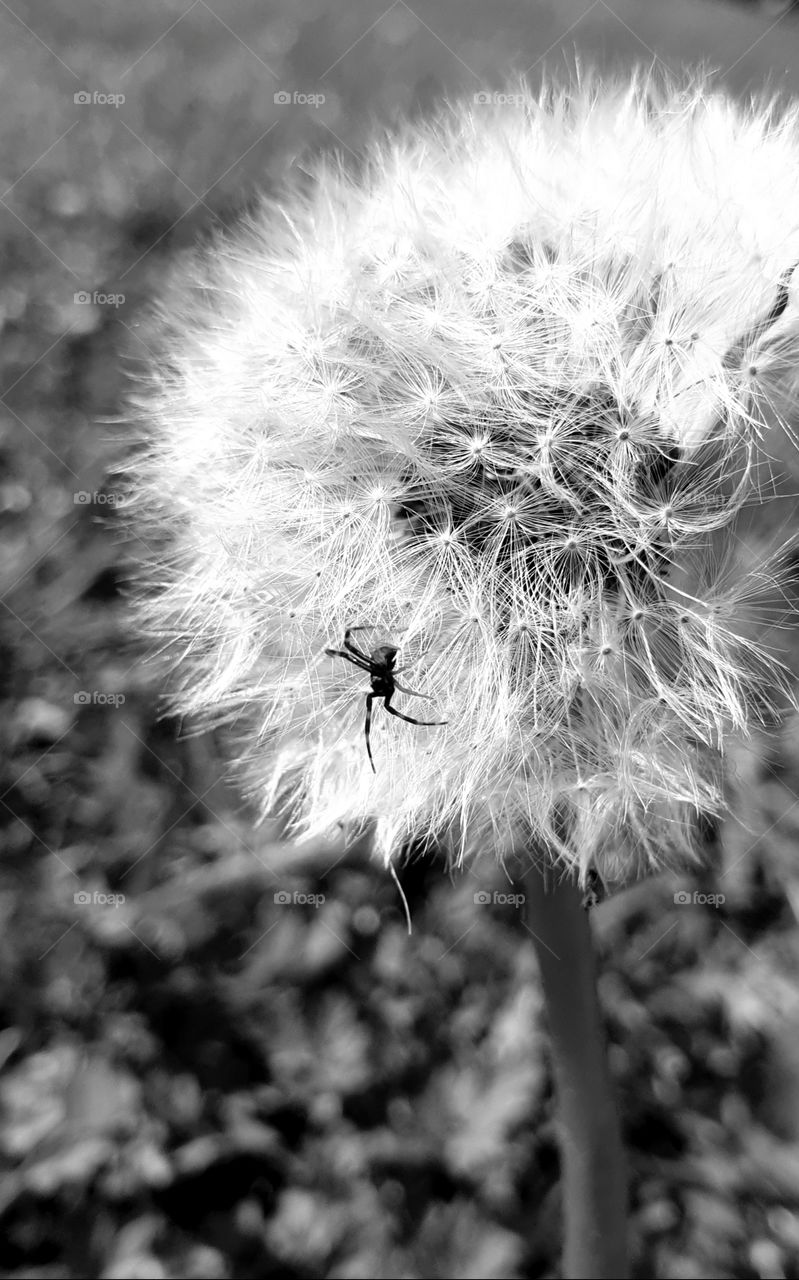 A spider on a flower. Black and white.