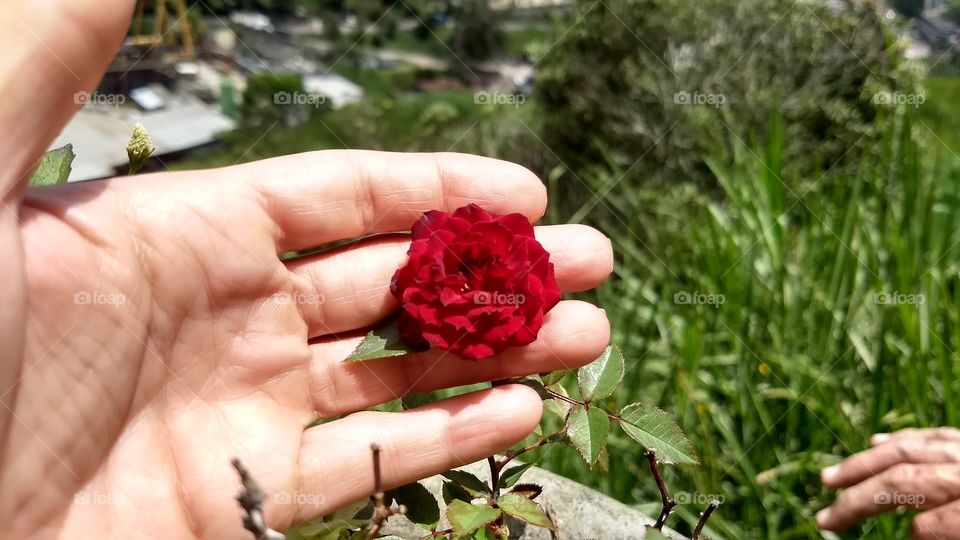 mini rosa