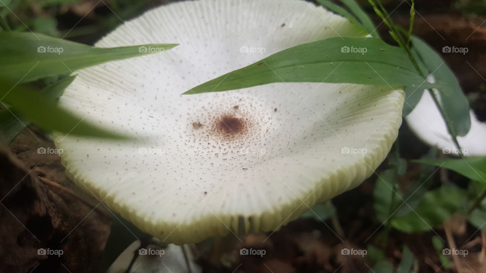 mushroom for a better meal
