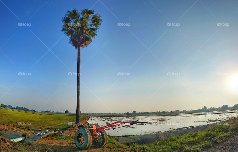 Paddy field . Paddy field and wheel plough, farmers 