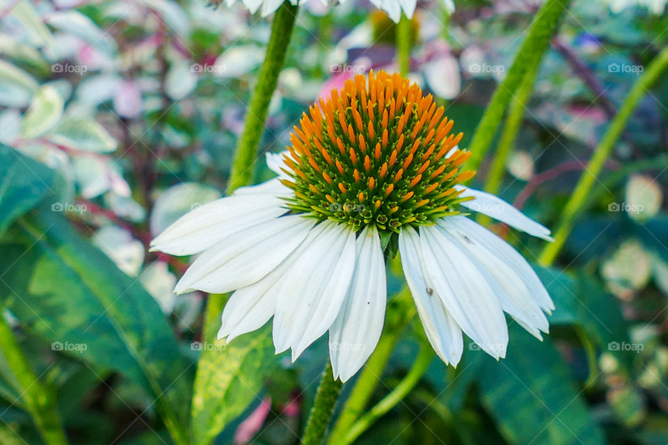 Echinacea pallida, pale purple coneflower