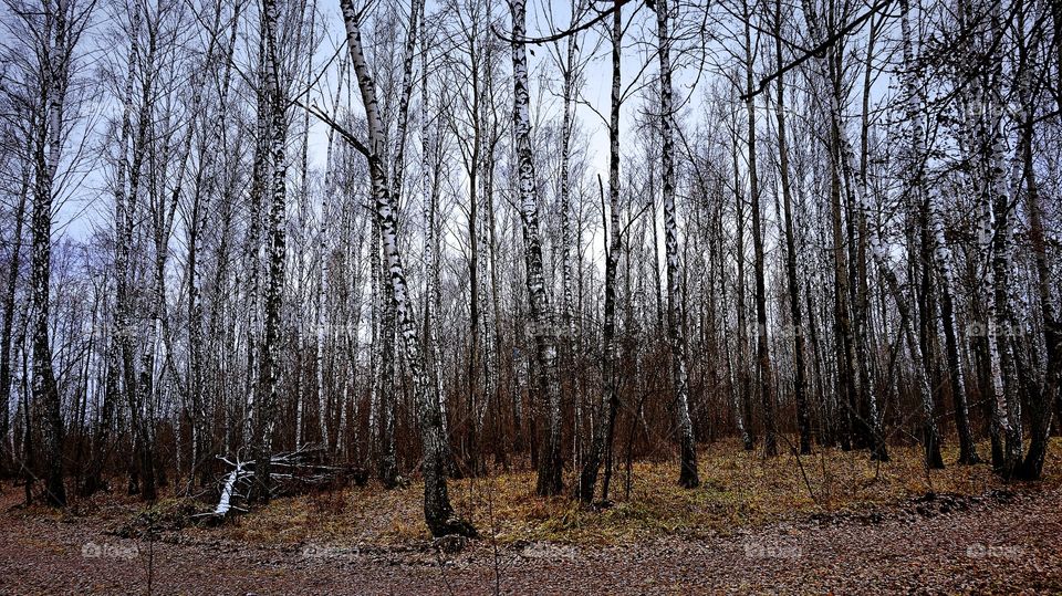 birch forest