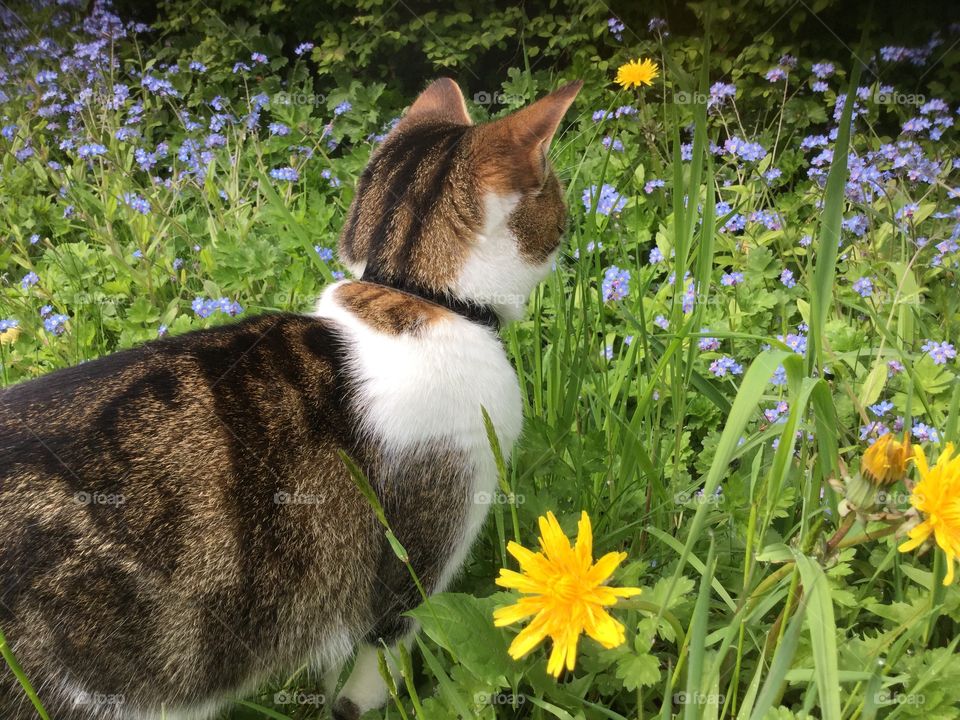 Cat. Cat in garden