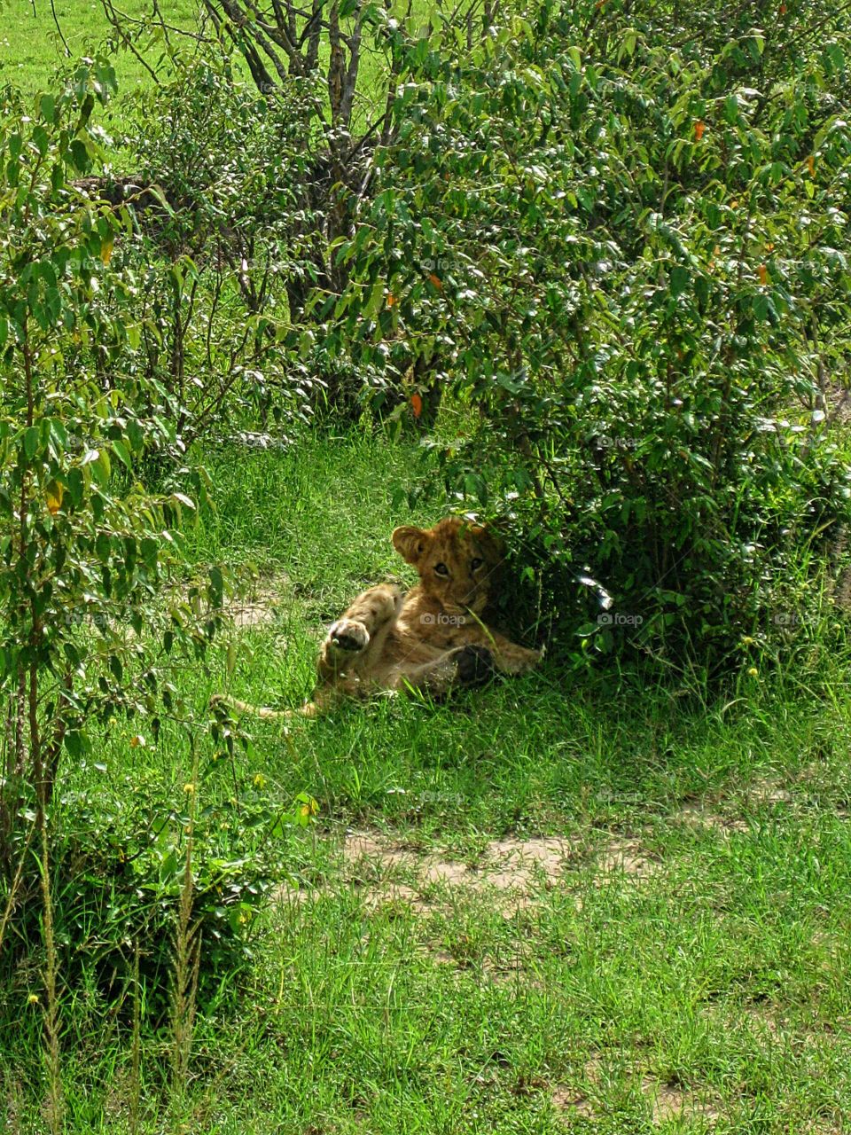 Lion cup 