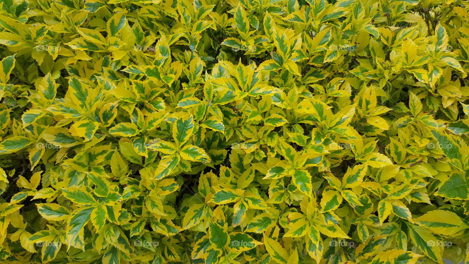 yellow and green plant