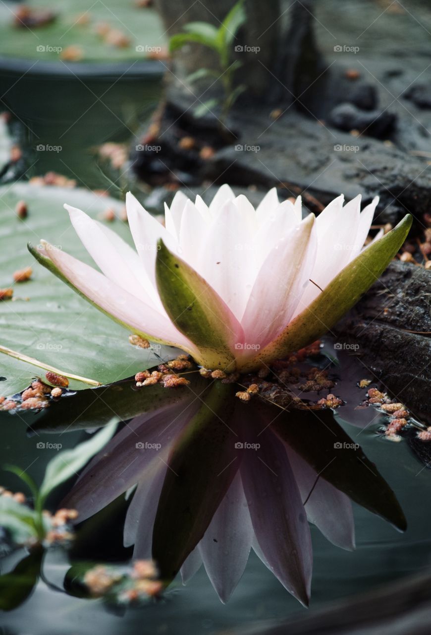 Pink lotus 