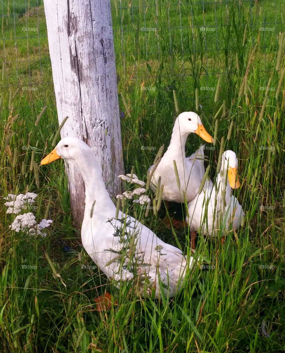 Our Pekins searching for bugs in the tall grass.