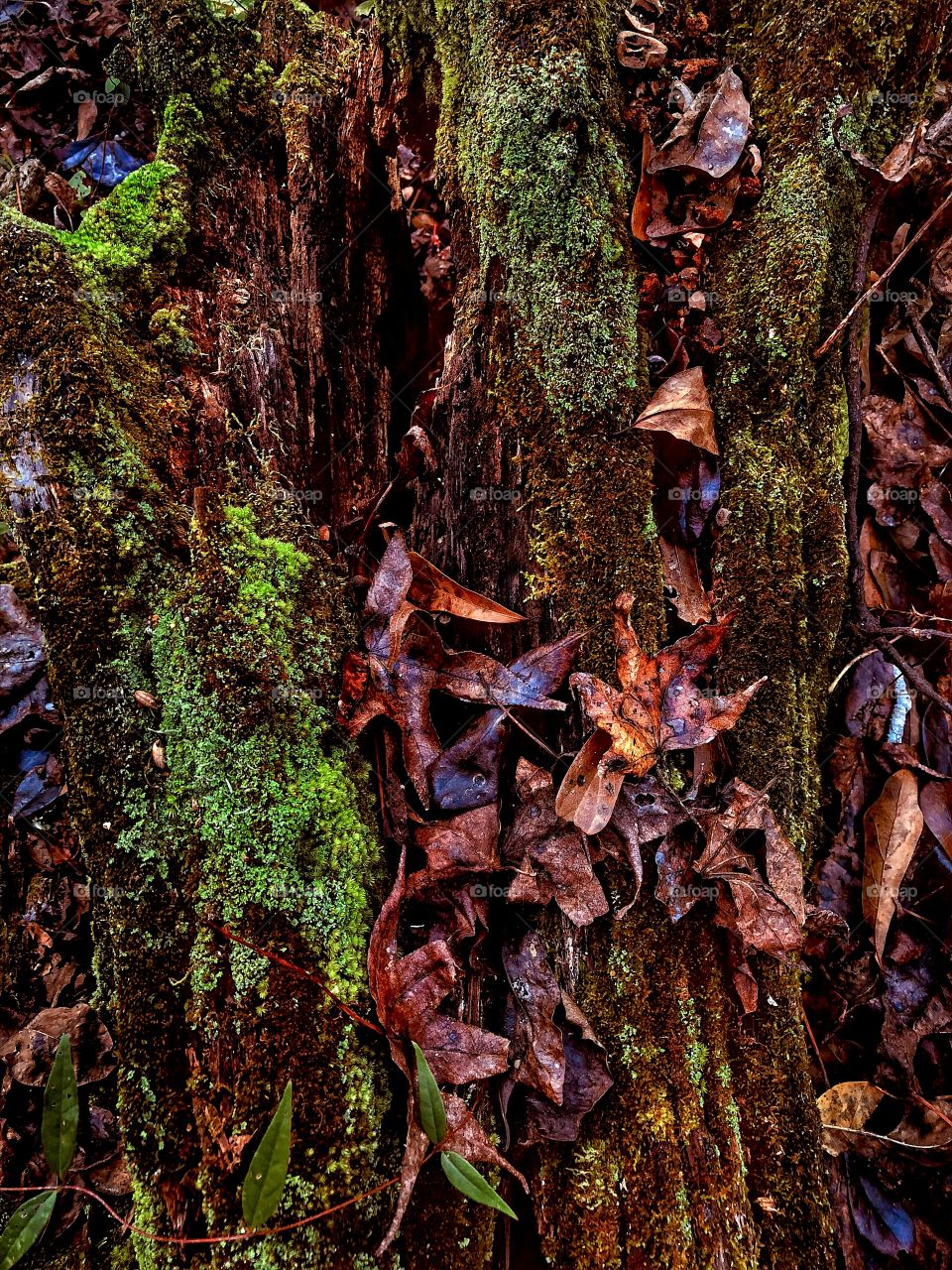 Moss In Autumn