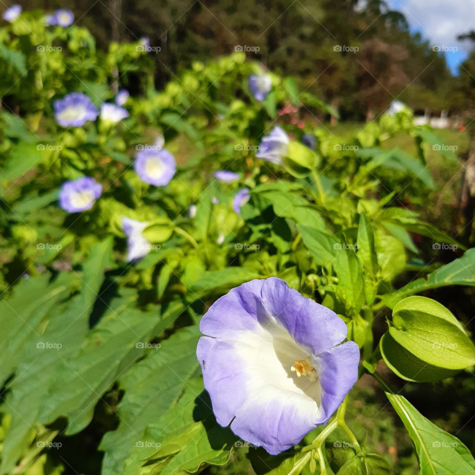 Linda,suave e singela florzinha compete sua beleza com a exuberante natureza.