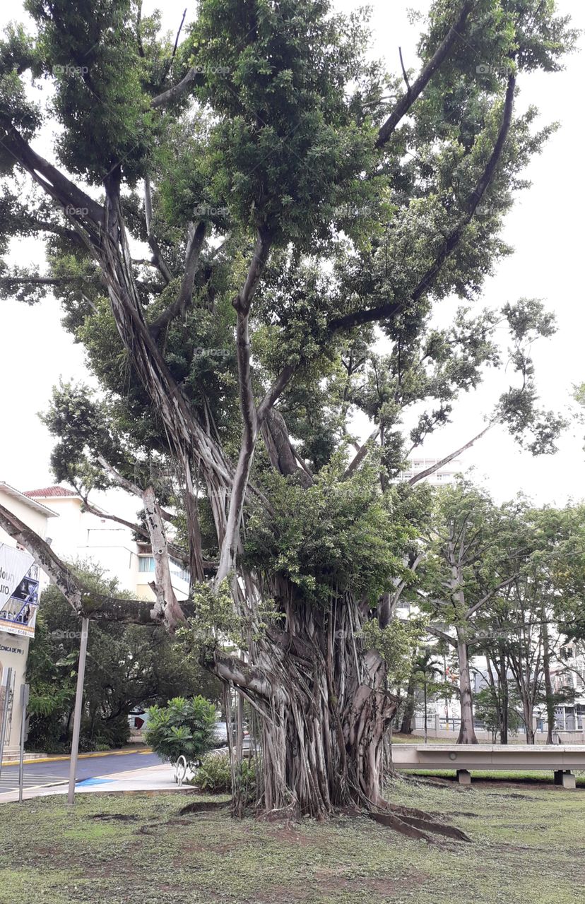 Old tree on campus