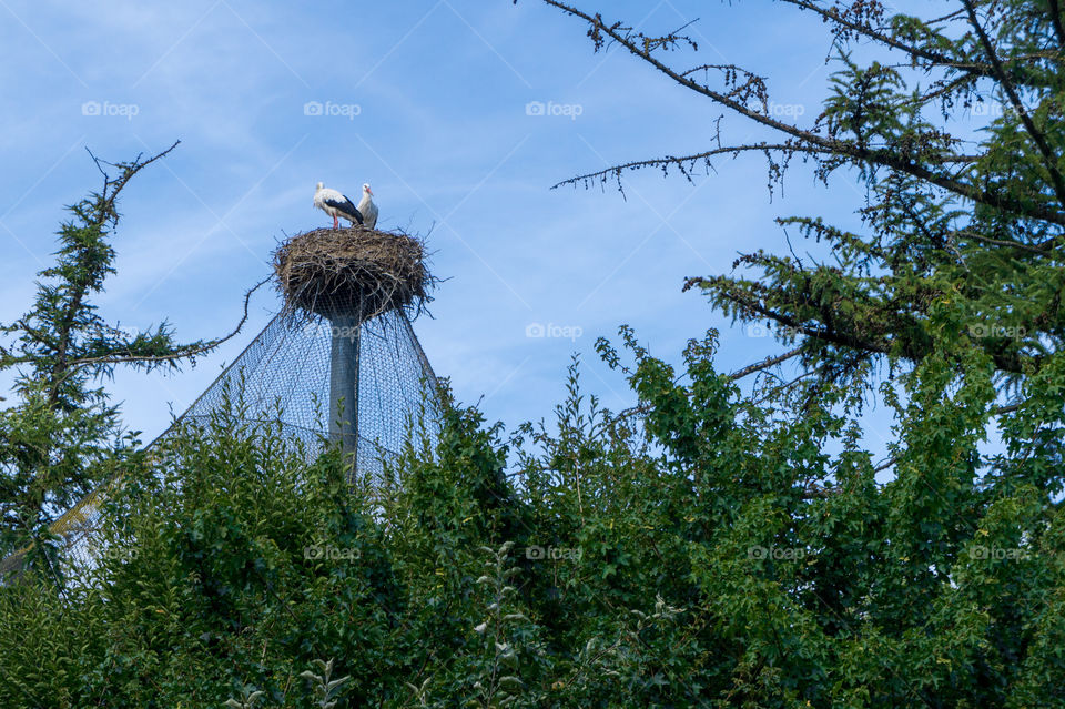Two storks in a nest