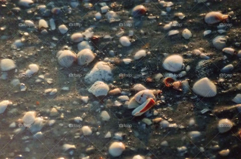 Shells on beach