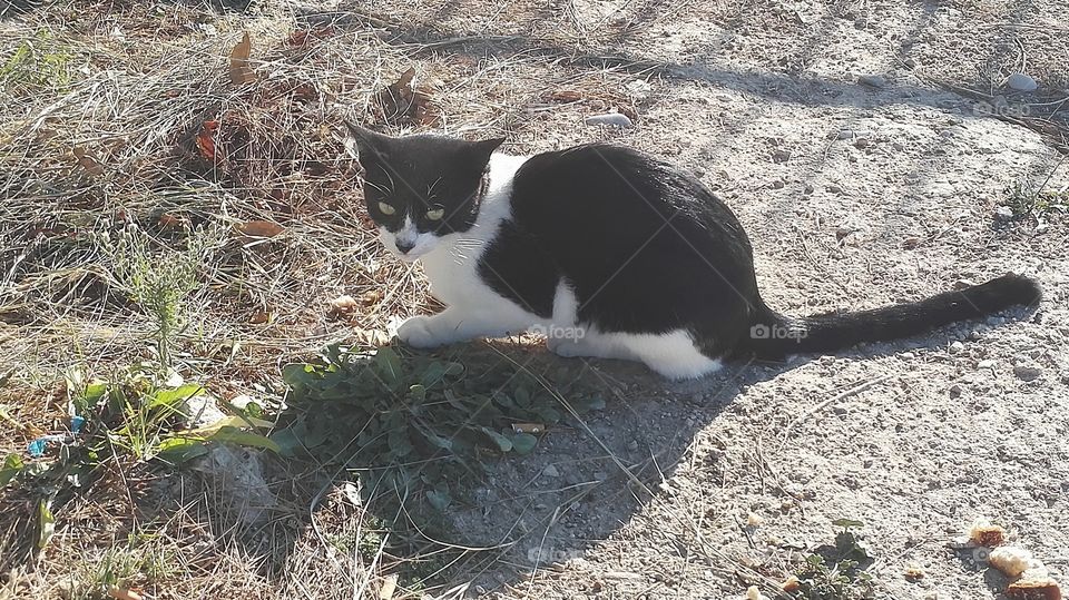 Gatto bianco e nero
