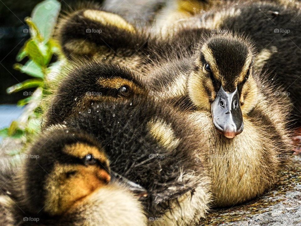 chicks seek each other's warmth