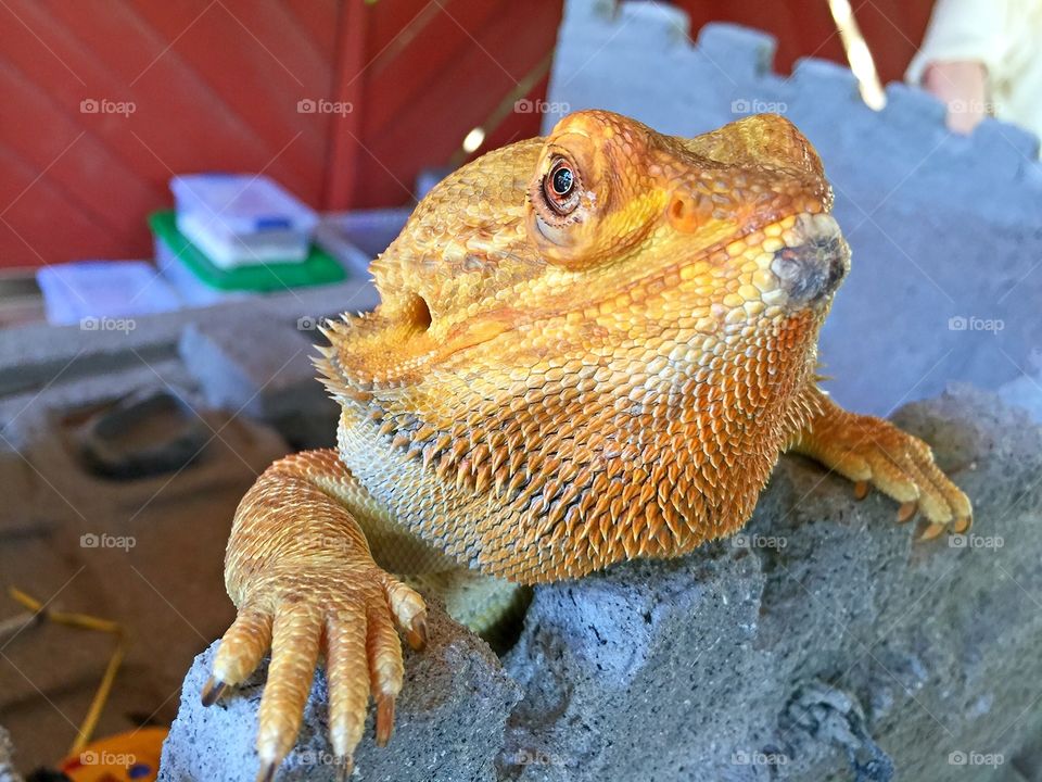 Close-up of a lizard