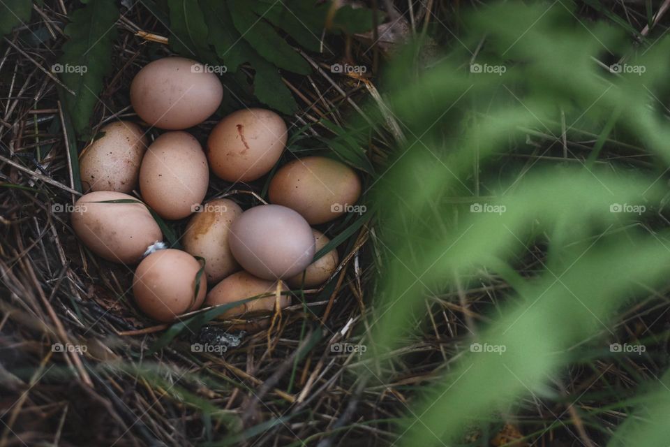 Aiming for sustainable living. We also have chickens for egg supply. A great way to be sustainable.