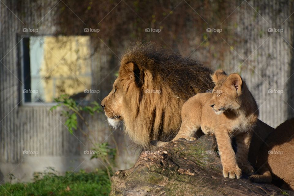 Lion with cub. 