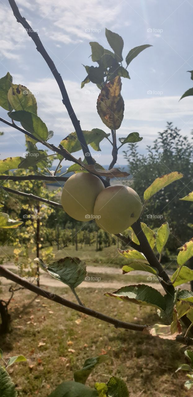 apples on the tree