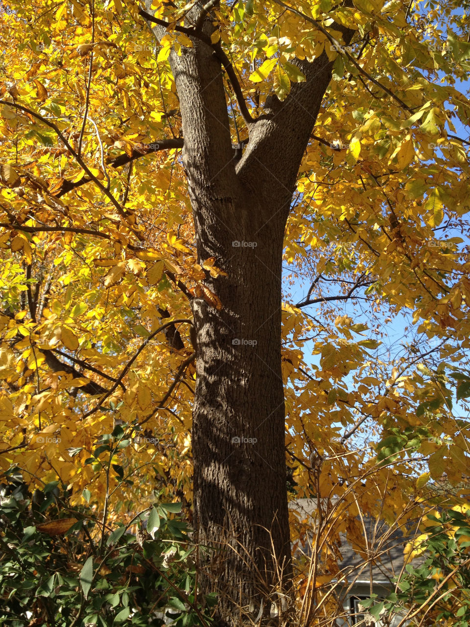 nature tree leaves fall by mattssmith