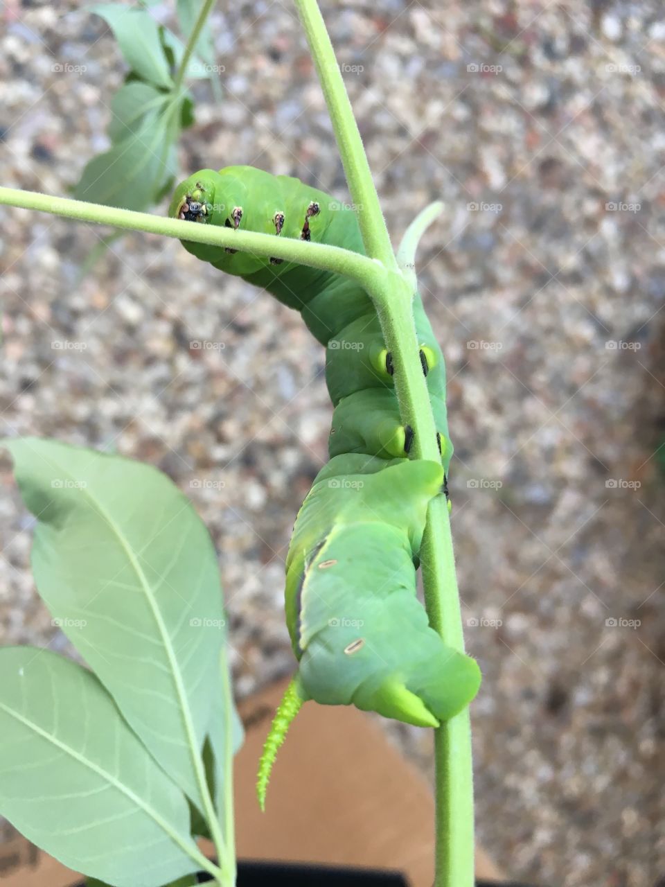 Hornworm 