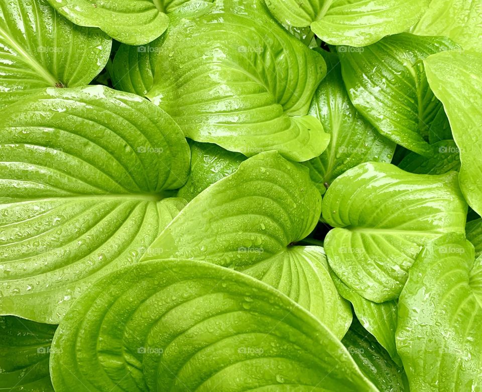 Fresh green leaves with water dew rain drops 